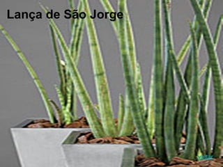 Lança de São Jorge
voltar
 