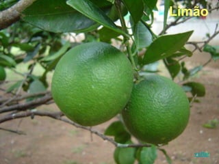 Limão
voltar
 