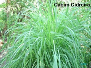 Capim Cidreira
voltar
 