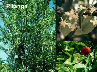 Pitanga
voltar
 