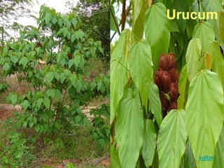 Urucum
voltar
 