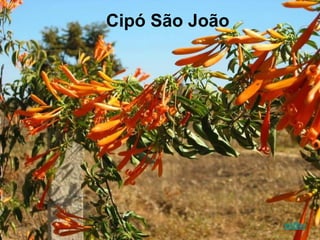 Cipó São João
voltar
 