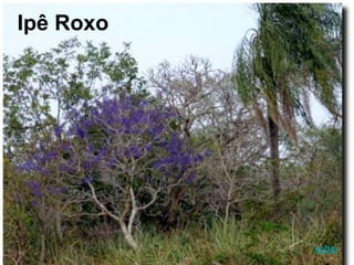 Ipê Roxo
voltar
 
