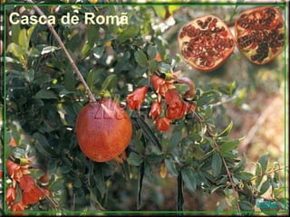 Casca de Romã
voltar
 