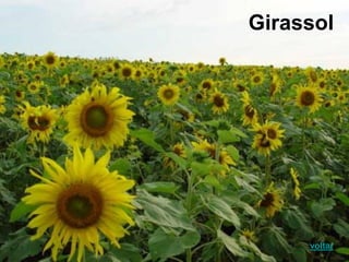 Girassol
voltar
 
