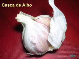 Casca de Alho
voltar
 