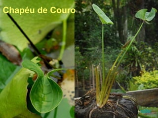 Chapéu de Couro
voltar
 