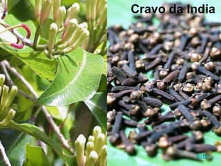 Cravo da India
voltar
 