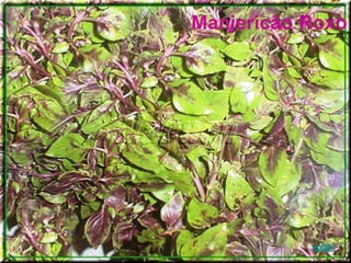 Manjericão Roxo
voltar
 