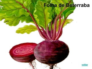 Folha de Beterraba
voltar
 