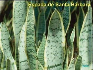 Espada de Santa Bárbara
voltar
 