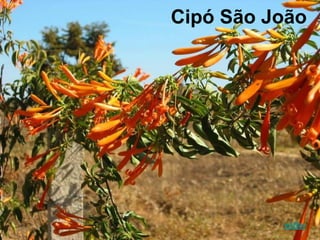 Cipó São João
voltar
 
