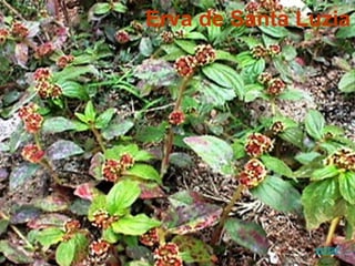 Erva de Santa Luzia
voltar
 