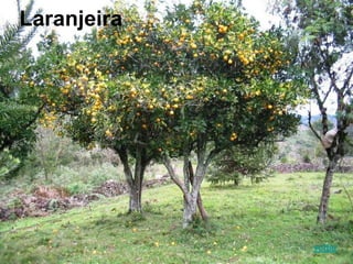 Laranjeira
voltar
 