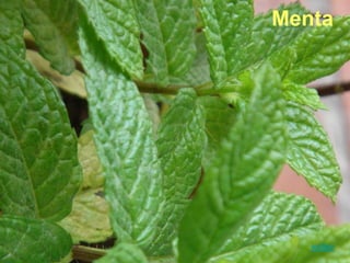 Menta
voltar
 