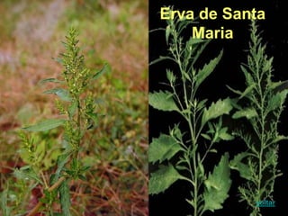 Erva de Santa
Maria
voltar
 