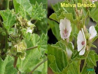 Malva Branca
voltar
 