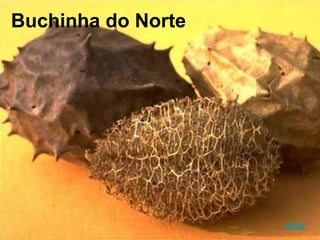Buchinha do Norte
voltar
 