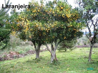 Laranjeira
voltar
 