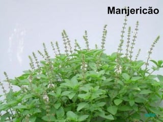 Manjericão
voltar
 