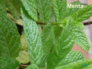 Menta
voltar
 