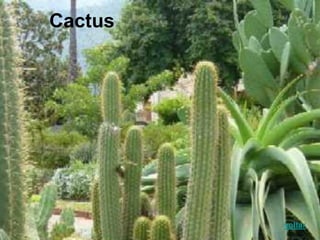 Cactus
voltar
 