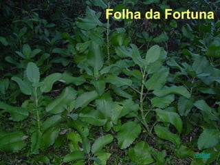 Folha da Fortuna
voltar
 