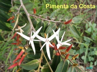 Pimenta da Costa
voltar
 