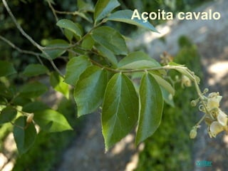 voltar
Açoita cavalo
 