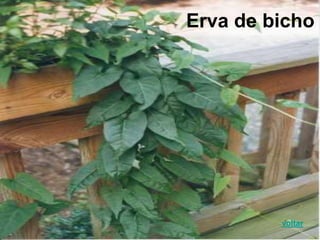 Erva de bicho
voltar
 