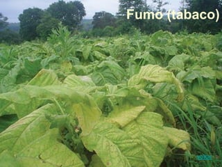 Fumo (tabaco)
voltar
 