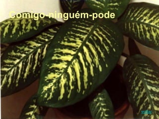 Comigo-ninguém-pode
voltar
 