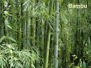 Bambu
voltar
 