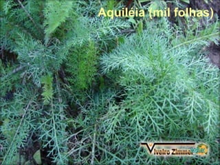 Aquiléia (mil folhas)
voltar
 