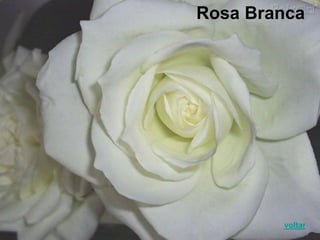 Rosa Branca
voltar
 