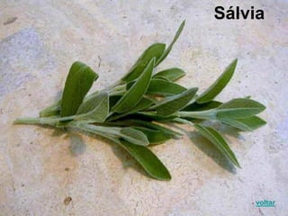 Sálvia
voltar
 