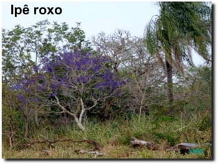 Ipê roxo
voltar
 