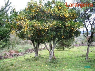 Laranjeira
voltar
 
