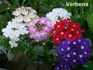 Verbena
voltar
 