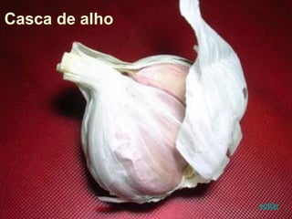 Casca de alho
voltar
 