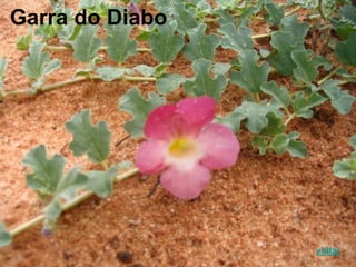 Garra do Diabo
voltar
 