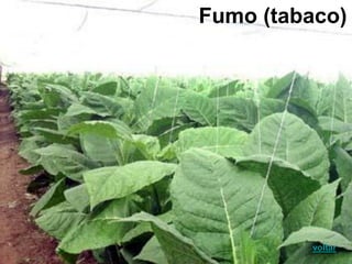Fumo (tabaco)
voltar
 