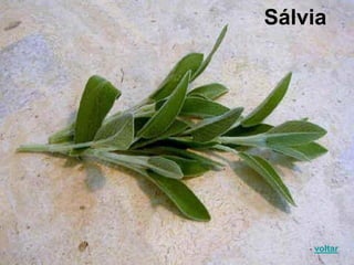 Sálvia
voltar
 