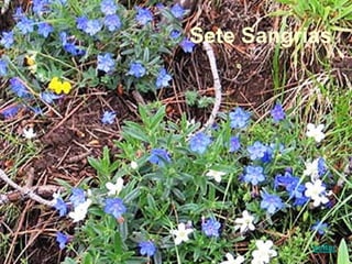 Sete Sangrias
voltar
 