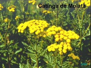 Catinga de Mulata
voltar
 
