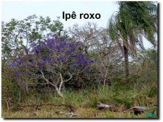Ipê roxo
voltar
 