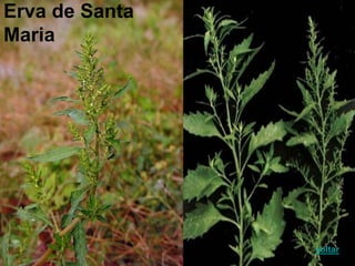 Erva de Santa
Maria
voltar
 