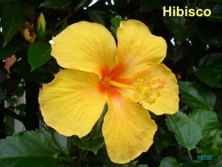 Hibisco
voltar
 