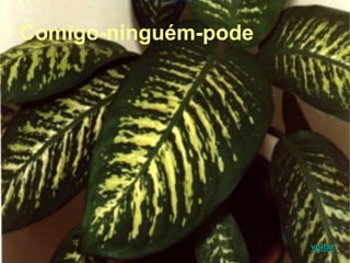 Comigo-ninguém-pode
voltar
 