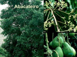 Abacateiro
voltar
 